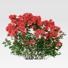 Azalea Shrub (Rhododendron) model 3D Model