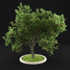 Apple Tree 4 3D Model
