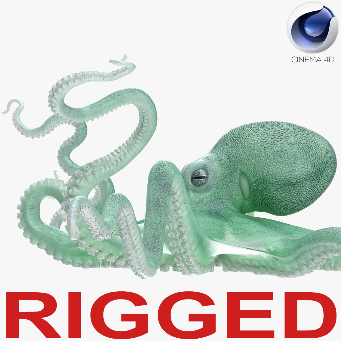 Blue Octopus Rigged for Cinema 4D 3D Model
