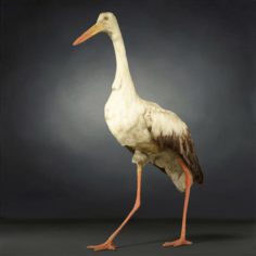Realistic 3D Stork Model 3D Model