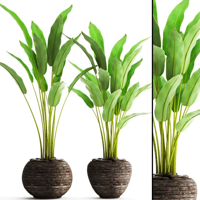 Collection plants banana 3D Model