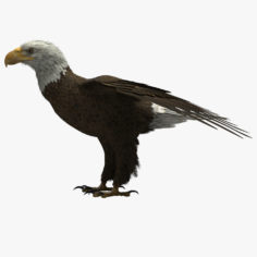 American Bald Eagle 3D Model