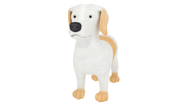 Havanese 3D Model