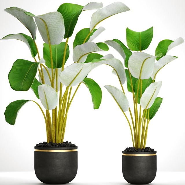 Collection plants banana 3D Model