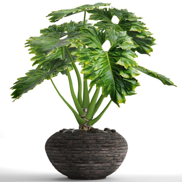 Philodendron 3D Model