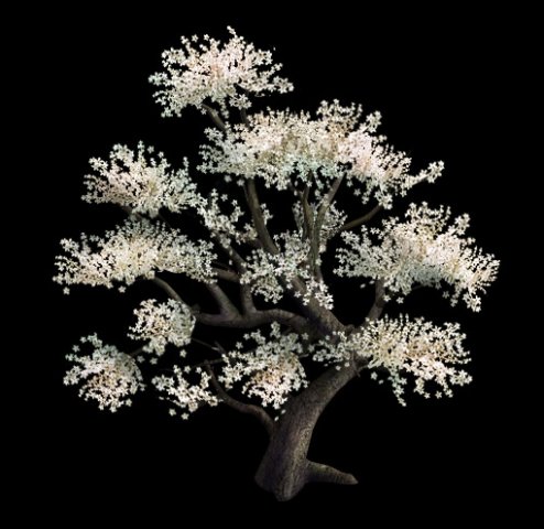 Plant – Whitewood Tree 3D Model