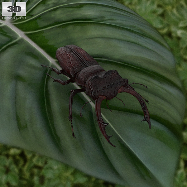 Stag Beetle 3D Model