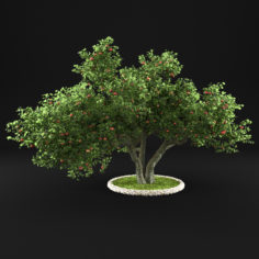Apple Tree 11 3D Model