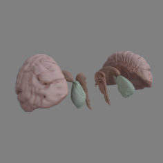 brain parts 3D Model