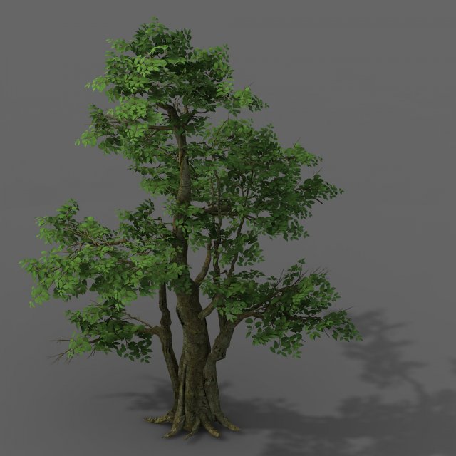 Plant – banyan tree 06 3D Model
