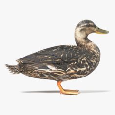 Duck Female 3D Model