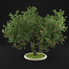 Apple Tree 1 3D model 3D Model