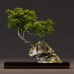 3D bonsai 3D Model