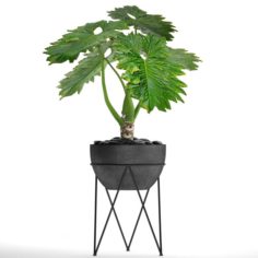 Philodendron 3D Model