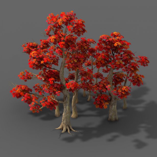 Forest – Maple Trees 17 3D Model