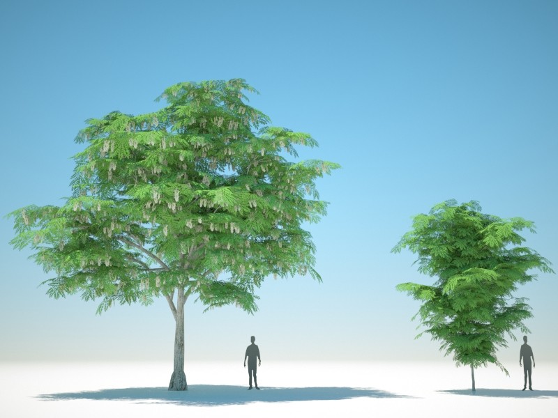 Acacia (Robinia pseudoacacia) 3D Model