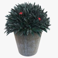 Plant in a pot 3D Model