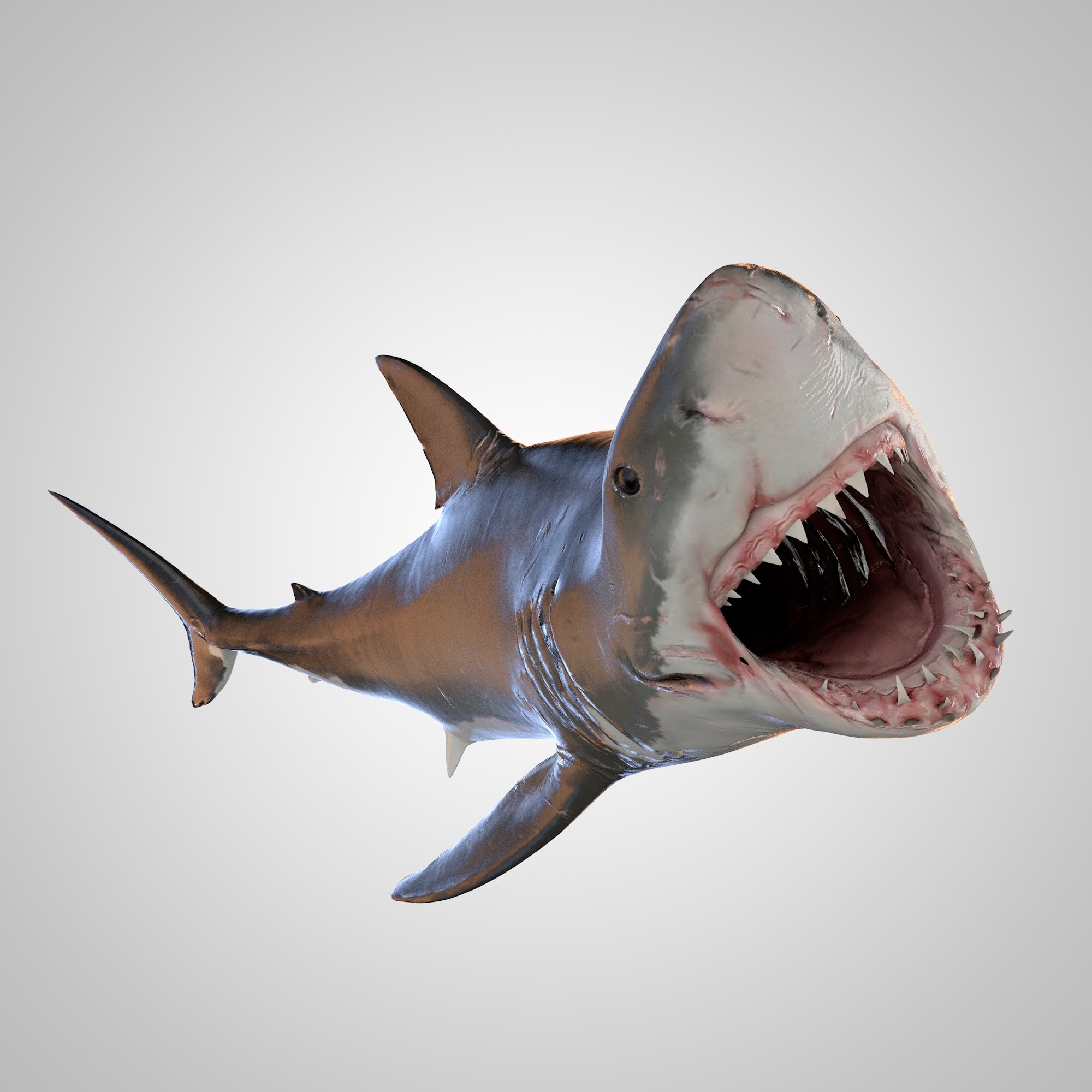 Rekin 3d. Акула 3d. Белая акула с открытой пастью.