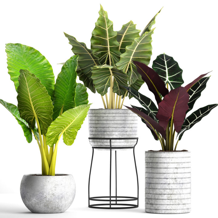 Alocasia set 3D Model