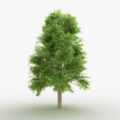 3D Linden tree model 3D Model