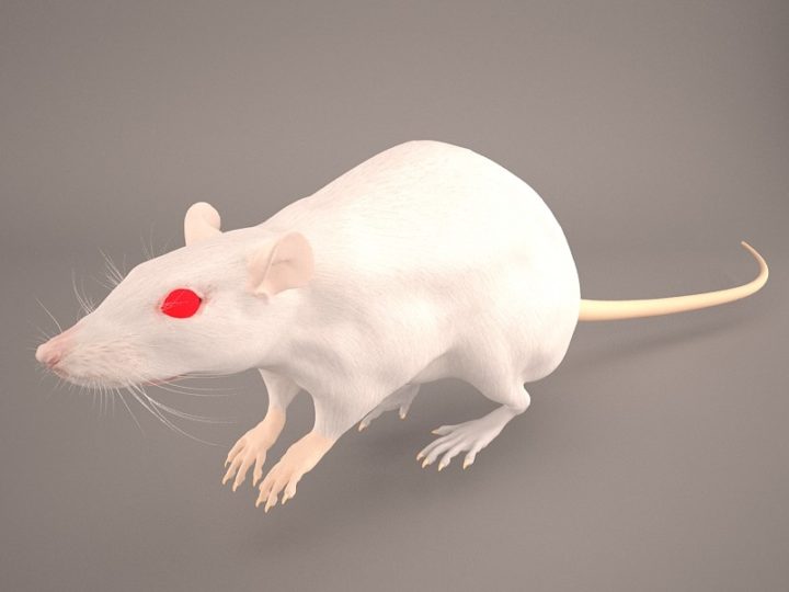 Rat 3D Model