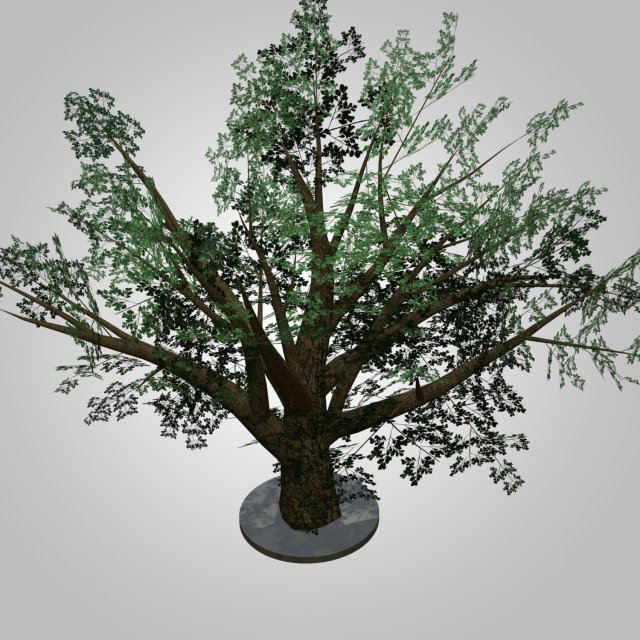 Tree Oak low poly 3D Model