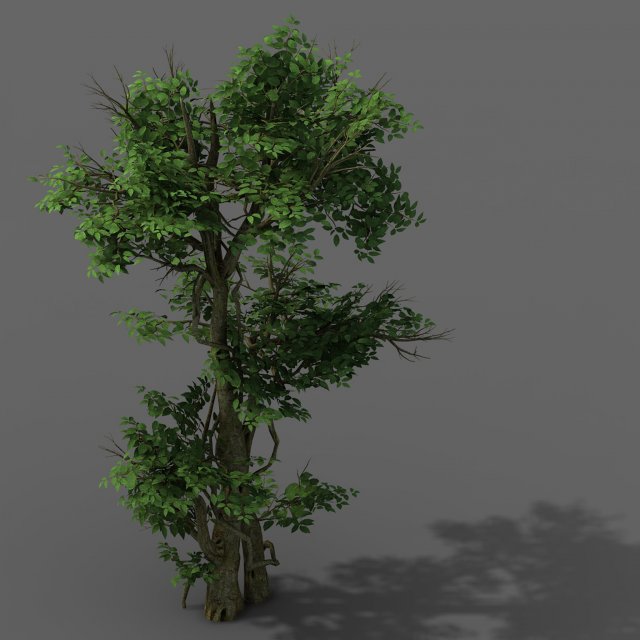 Plant – banyan tree 03 3D Model