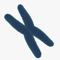Chromosome 3D model 3D Model