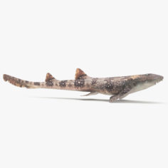 3D Bamboo Shark model 3D Model
