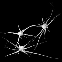 3 Neurons (UV Mapped) 3D Model