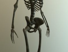 Bone 3D Model