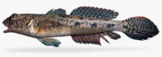 Freshwater Goby 3D Model