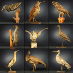 9 Birds Collection 3 3D Model
