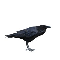 3D Corvus Cryptoleucus crow 3D 3D Model