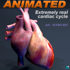 Heart PRO animated textured 3D model 3D Model