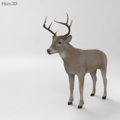 White-Tailed Deer HD 3D Model