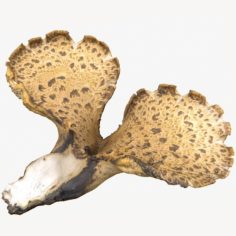 Mushroom Polypore 5 Lowpoly 3D model 3D Model