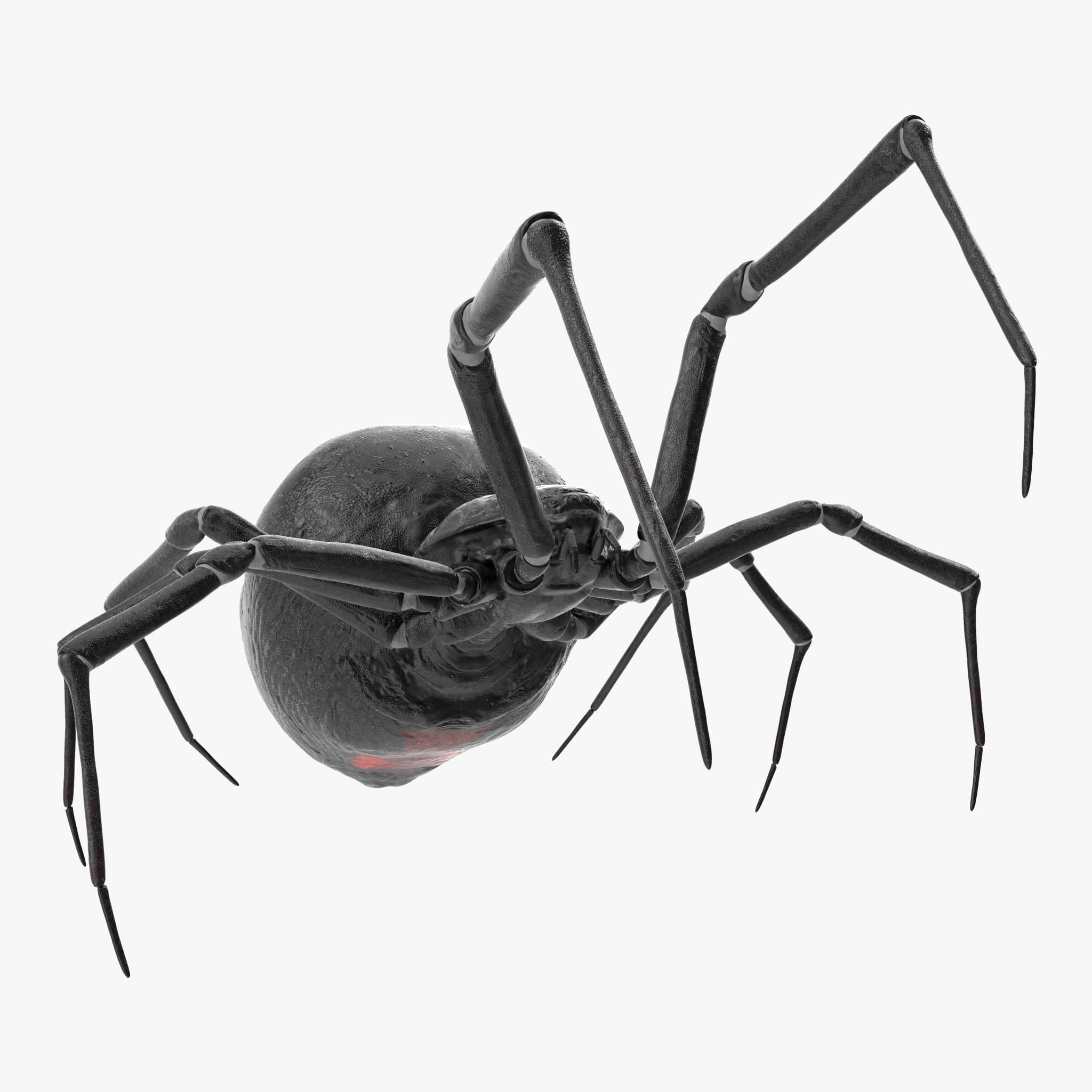 Паук 3.3 5. Черная вдова паук. Черный паук д6д. Паук 3д. Модель паука.