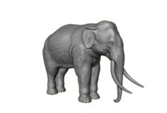Elephant High poly 3D Model