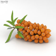 Hippophae 3D Model