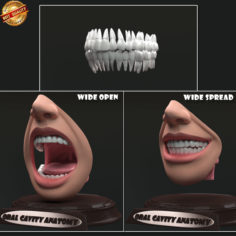 Oral Cavity Anatomy 3D model 3D Model