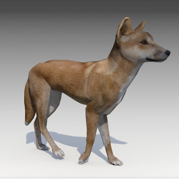 Dingo 3D Model