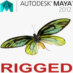 Queen Alexandras Birdwing Butterfly Rigged for Maya 3D Model