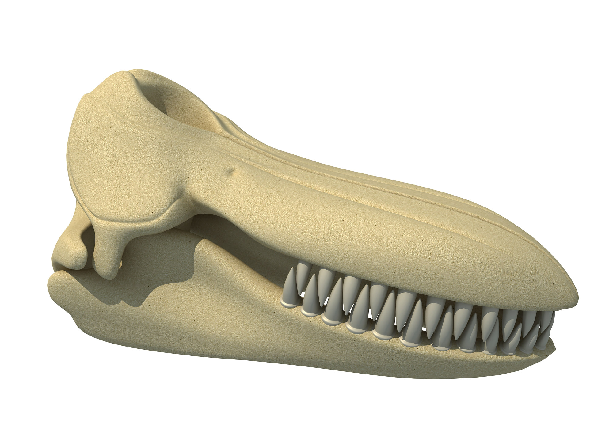 Killer Whale Orca Skull 3D Model