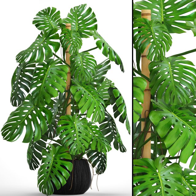 Monstera 3D Model