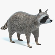 Raccoon 3D model 3D Model