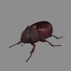 Rhinoceros beetle 3D model 3D Model