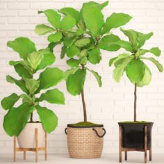 Ficus Lyrata Trees collection 3D Model