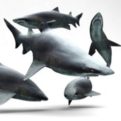 Shark (Rigged)
	
	
	 3D Model