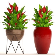 Spathiphyllum RED 3D Model